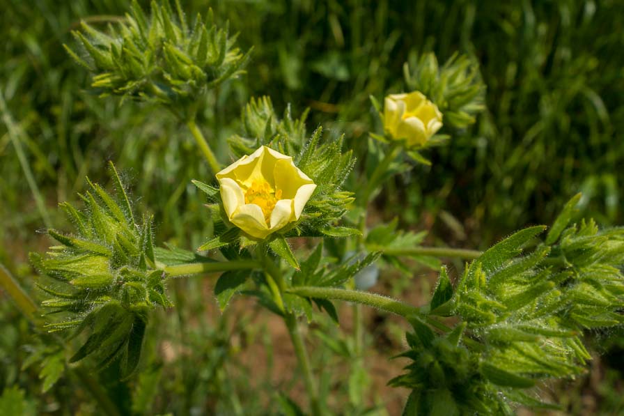 Pianta collinare da determinare